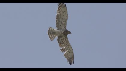 Short-toed Snake Eagle