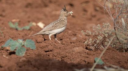 Crested Lark