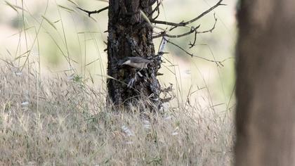 Eastern Orphean Warbler