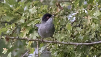 Sardinian Warbler