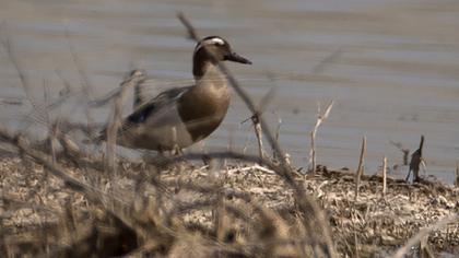 Garganey