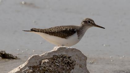 Common Sandpiper