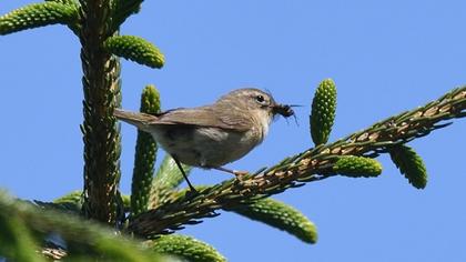 Mountain Chiffchaff