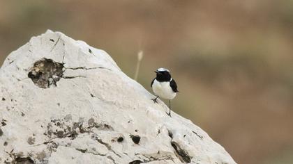 Black-eared Wheatear