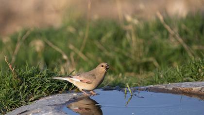 Desert Finch