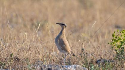 Cream-colored Courser
