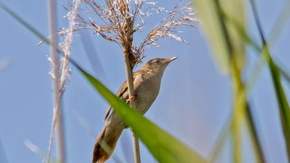 Savi`s Warbler