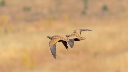 Black-bellied Sandgrouse