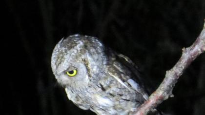 Eurasian Scops Owl