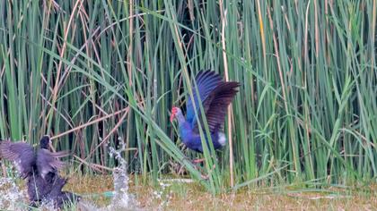Purple Swamphen
