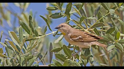 Yellow-throated Sparrow