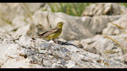 Cinereous Bunting