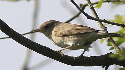 Garden Warbler