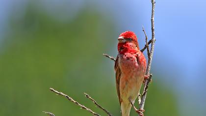 Common Rosefinch