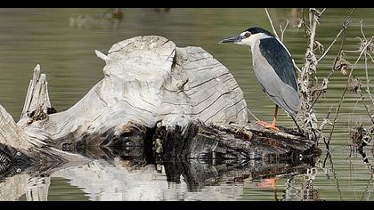 Black-crowned Night Heron