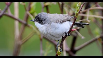 Lesser Whitethroat
