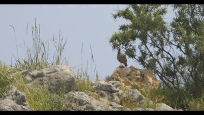 Chukar Partridge