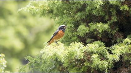 Common Redstart