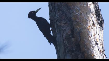 Black Woodpecker