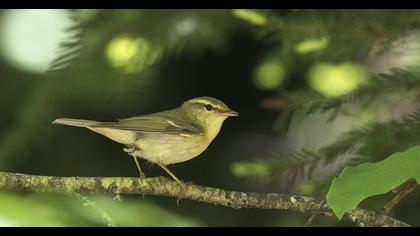 Green Warbler