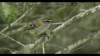Common Firecrest