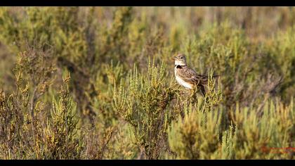 Calandra Lark