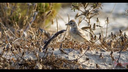 Greater Short-toed Lark