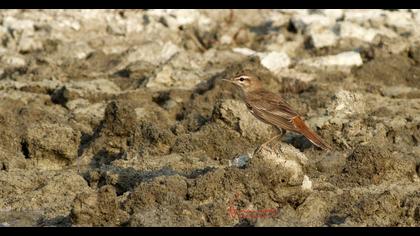 Rufous-tailed Scrub Robin