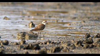 Kentish Plover