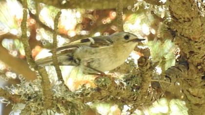 Goldcrest