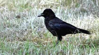 Hooded Crow