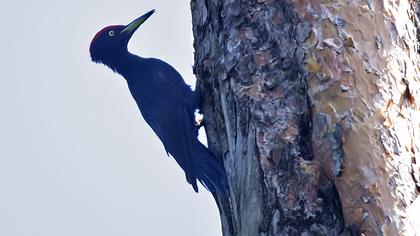 Black Woodpecker