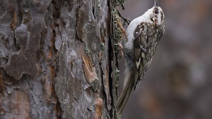 Eurasian Treecreeper
