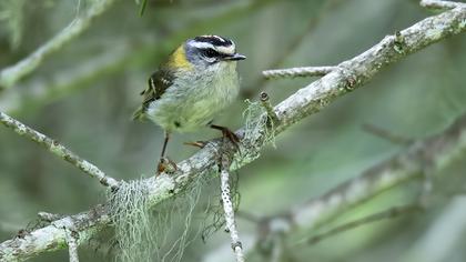 Common Firecrest