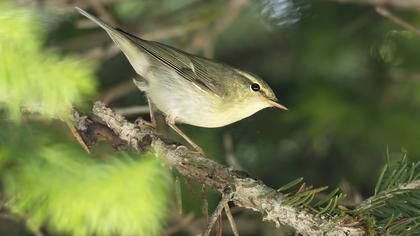 Green Warbler
