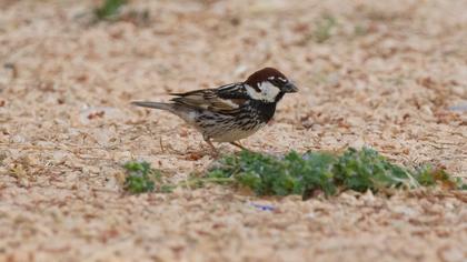 Spanish Sparrow