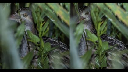 Bıldırcınkılavuzu