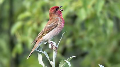 Common Rosefinch