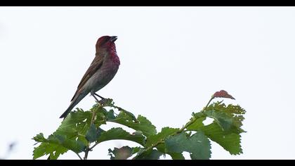 Common Rosefinch