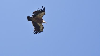 Griffon Vulture