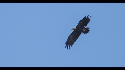 Lesser Spotted Eagle