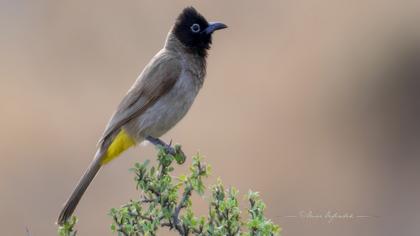 White-spectacled Bulbul