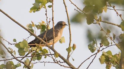 Common Cuckoo