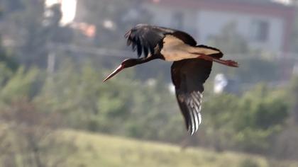 Black Stork
