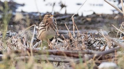 Red-throated Pipit