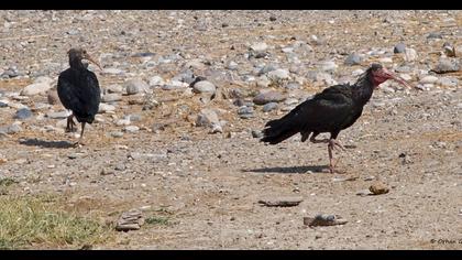 Northern Bald Ibis