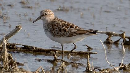 Little Stint