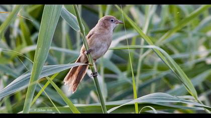 Iraq Babbler