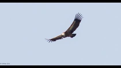 Griffon Vulture