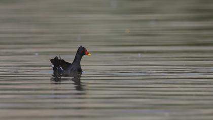 Common Moorhen